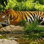 Renuka Wildlife Sanctuary Tourism in Sirmaur, Himachal Pradesh