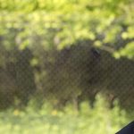 The Nordic Community Builder  – Peab